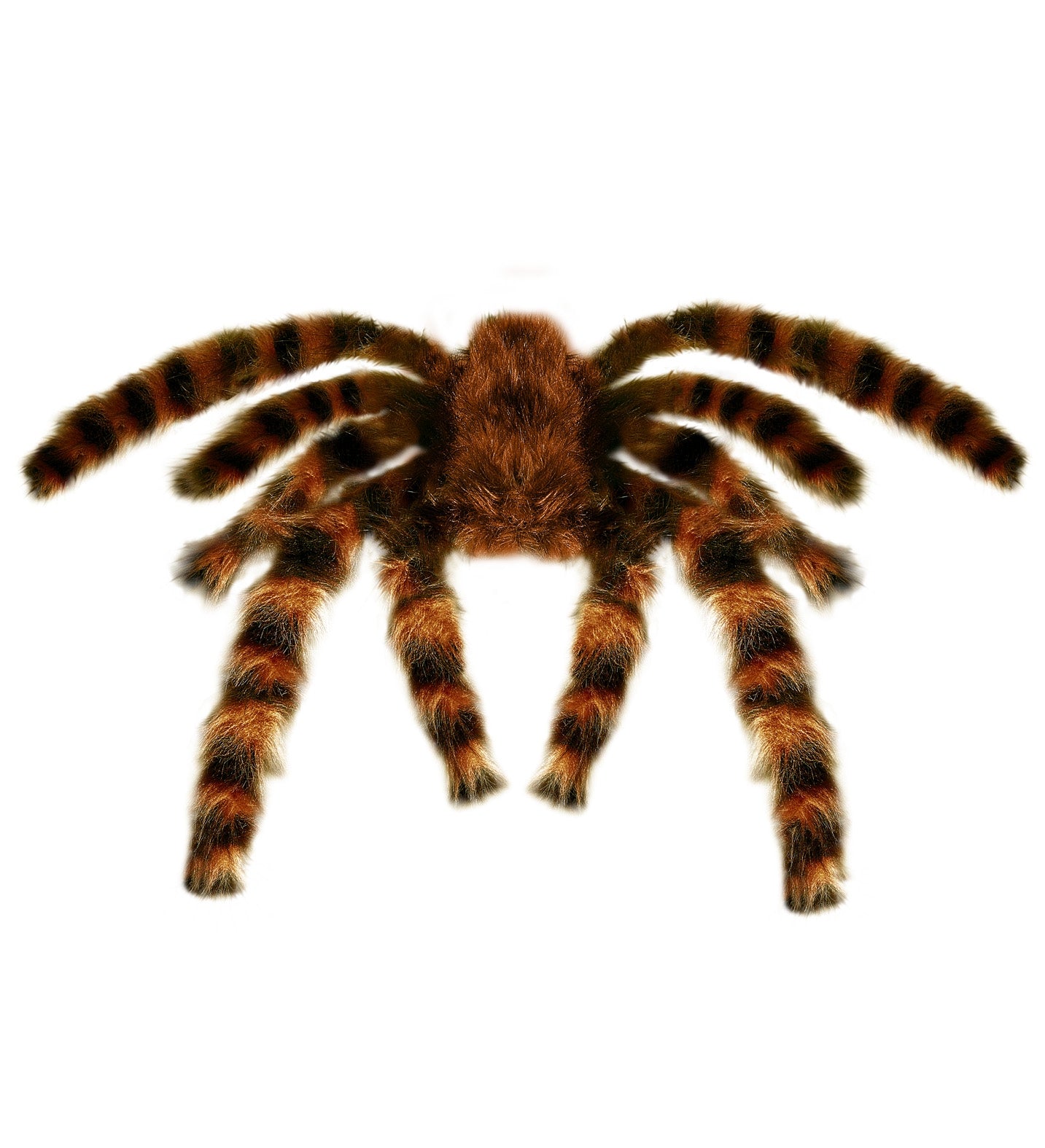 Araignée velue géante 65 cm pour Halloween